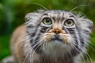 特写摄影的橙色、黑色和灰色虎斑猫
